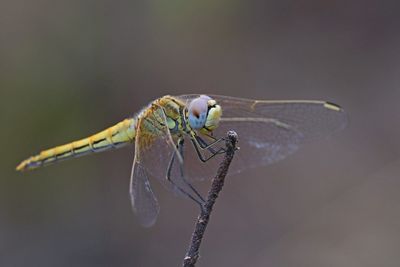 Close-up of dragonfly perching on twig