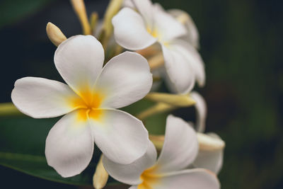 Close-up of white frangipani flowers