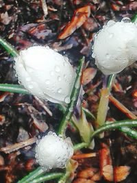 Close-up of white flowers