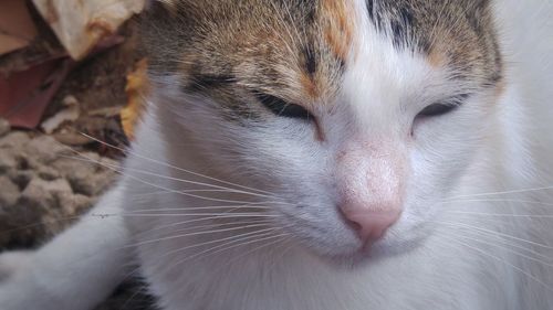 Close-up portrait of cat