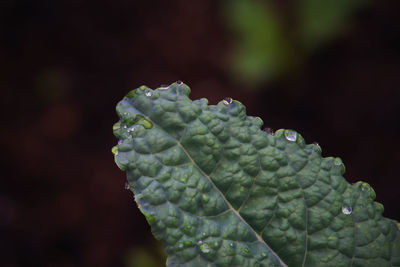 Close-up of water drops on leaves