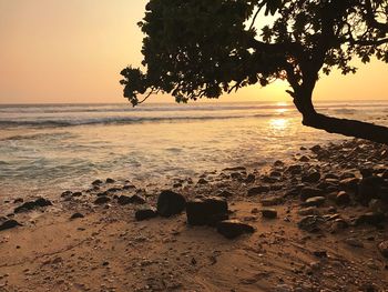 Silhouette tree on beach against sky during sunset