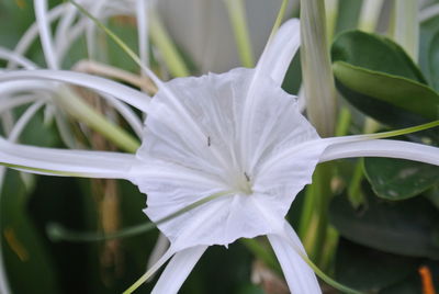 Close-up of white flowering plant