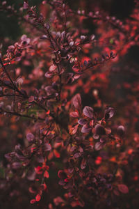 Close-up of red flowering plant