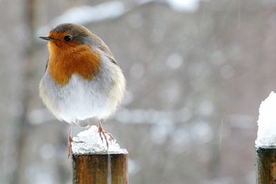 Close-up of bird perching outdoors