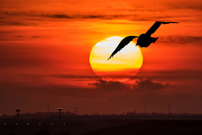 Silhouette bird flying over land during sunset