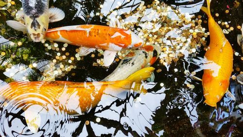 High angle view of koi carps swimming in pond