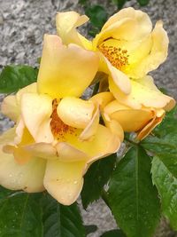 Close-up of yellow flower