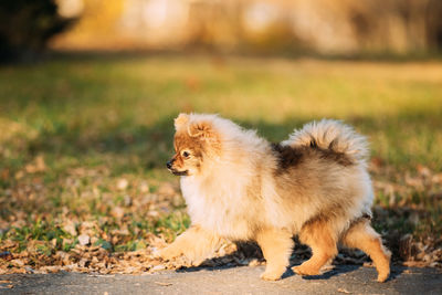 Dog running on field