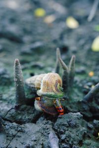 Close-up of shells crawling on the ground at the mangrove forest.