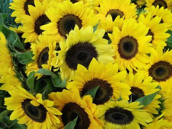 Sunflowers growing at park