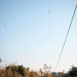Low angle view of plants against clear sky