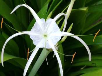 Close-up of white flower