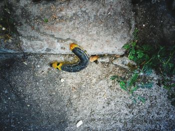 High angle view of lizard on wall