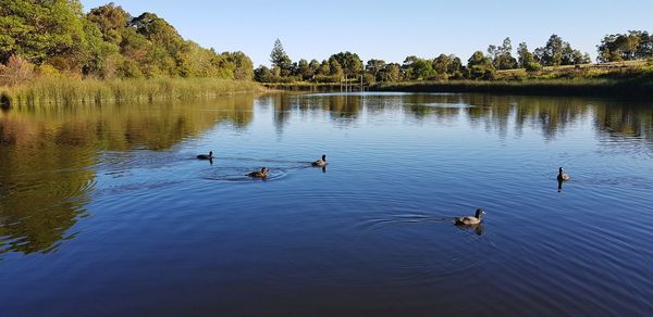 Ducks swimming in lake