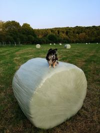 View of an animal on field