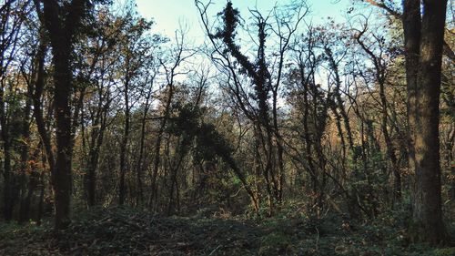 Trees in forest against sky