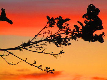 Close-up of silhouette plants against orange sky