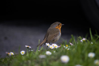 Close-up of bird perching on flower