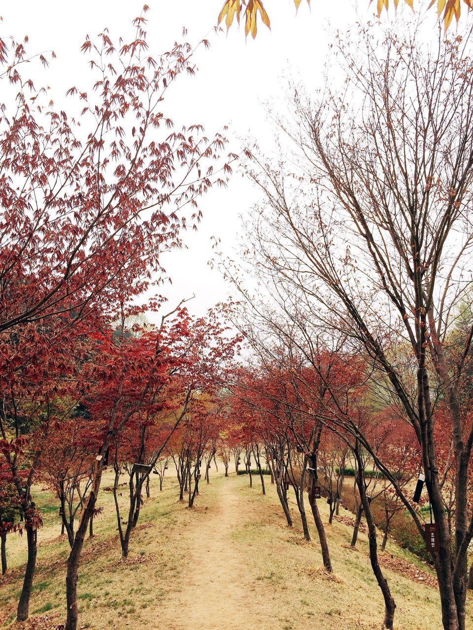 tree, autumn, branch, tranquility, change, beauty in nature, tranquil scene, nature, season, scenics, growth, clear sky, orange color, sky, leaf, the way forward, idyllic, outdoors, bare tree, day