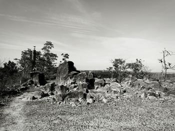 Trees on landscape