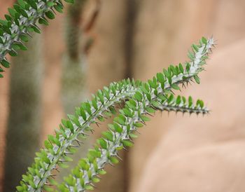 Close-up of succulent plant