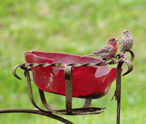 Close-up of birds perching on a bird feeder