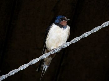 Close-up of bird perching on water