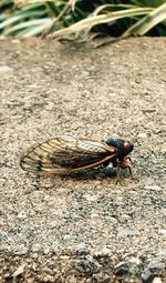High angle view of insect