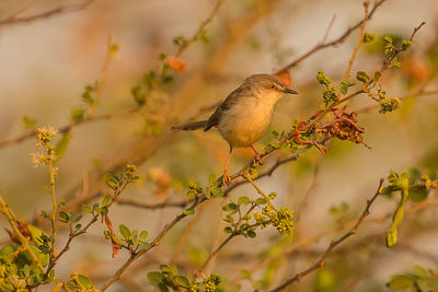 Close-up of bird perching on branch