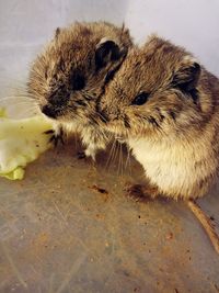 Close-up of voles