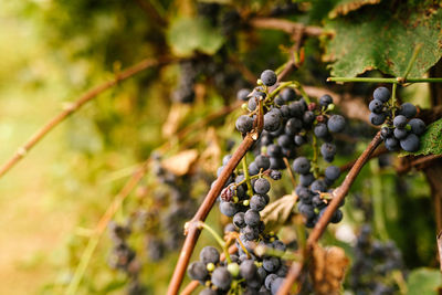 Close-up of berries growing on tree