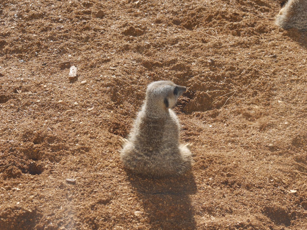 animal themes, animals in the wild, sand, sunlight, high angle view, beach, animal wildlife, no people, day, nature, outdoors, bird, water, aquatic mammal, close-up, beauty in nature, mammal