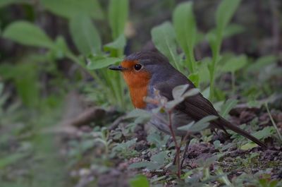 Close-up of a bird perching on a field