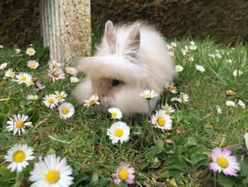 High angle view of rabbit by flowers outdoors