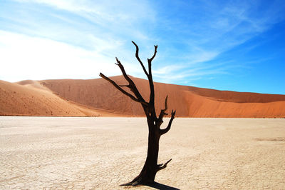 Bare tree in a desert