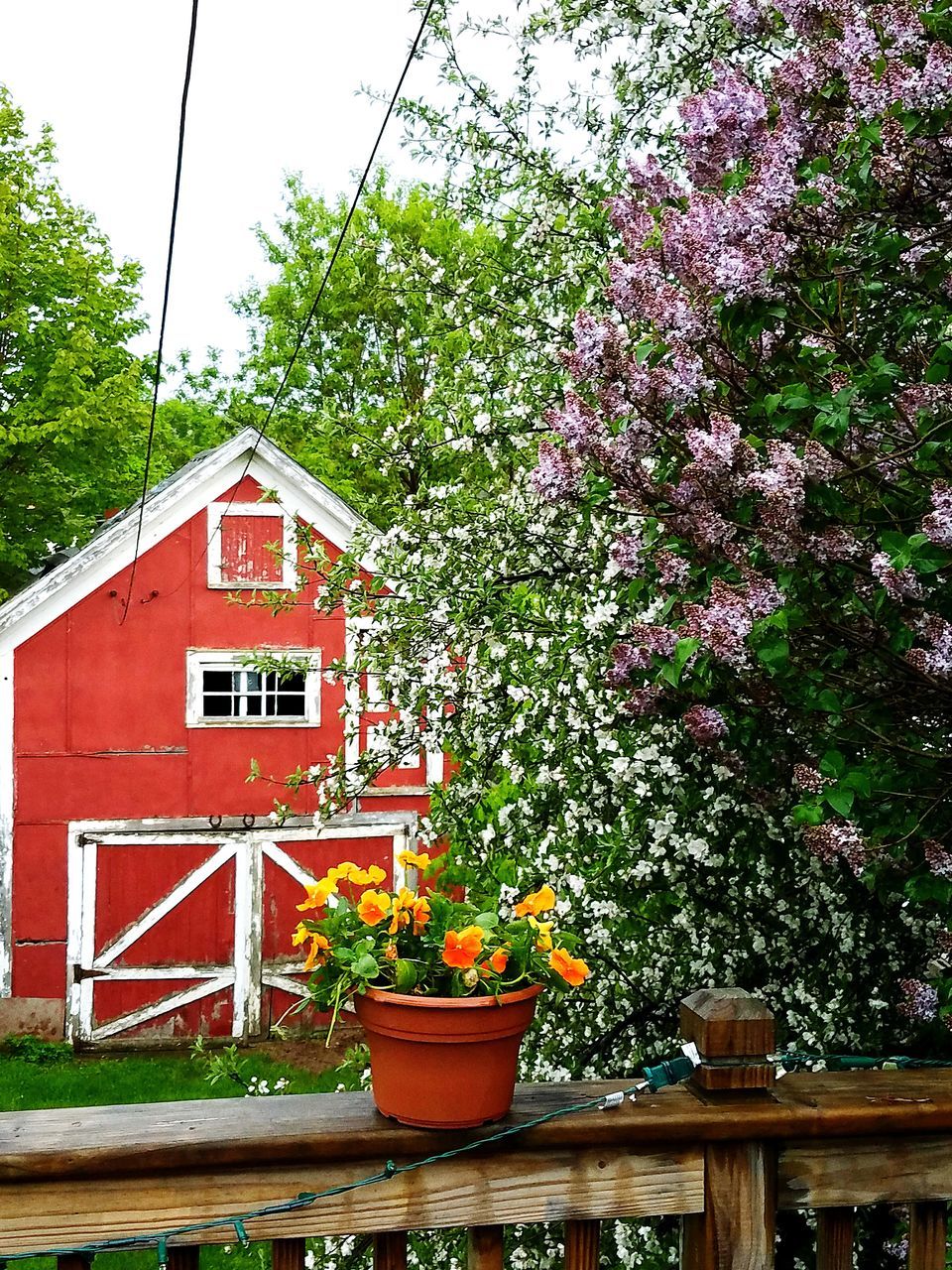 FLOWER TREE AGAINST SKY