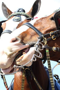 Low angle view of working animals against sky