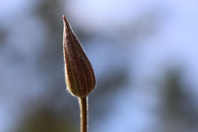 Close-up of flower bud