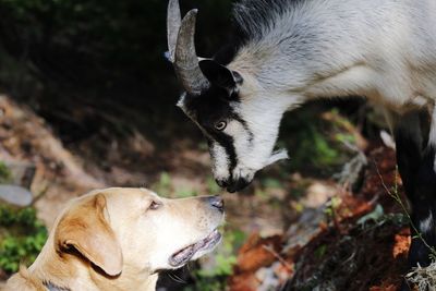 Goat and dog standing face to face on field