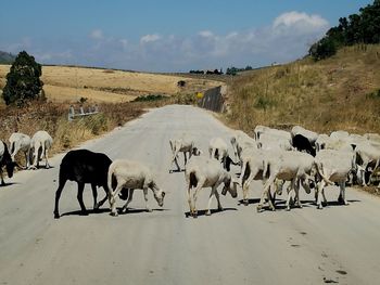 Horses on road amidst land against sky