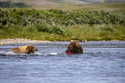 Two brown bears stand in shallow river and fight over a caught king salmon