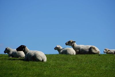 View of sheep on field against clear sky