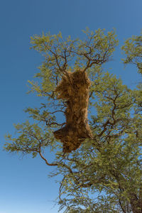 Low angle view of tree against sky