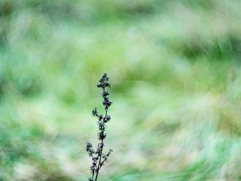 Close-up of dragonfly perching on plant