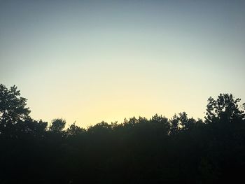 Trees against clear sky