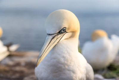 Close-up of seagull by sea