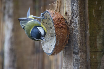 Closeup of blue tit on the fence