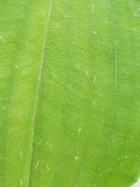 Full frame shot of water drops on green leaves