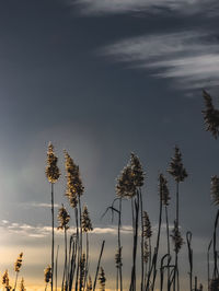 Low angle view of plants against sky